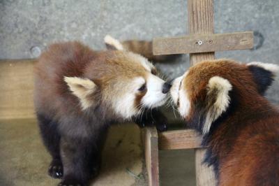 新春レッサーパンダ動物園遠征１府２県３園＜京都・神戸・広島＞（２）京都市動物公園（前編）レッサーパンダ特集：お茶の名コパンダ・ムギくん・ロッポくん・プーアルくんはじめまして！～古都ママやジャスミン・ママとの終日展示＆ウーロン・パパはちょっぴり