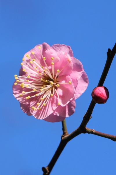 早春を告げる梅が咲き始めた明石御厨神社