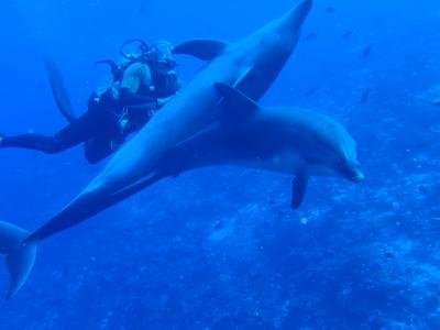 野生のイルカとダイビングできる海