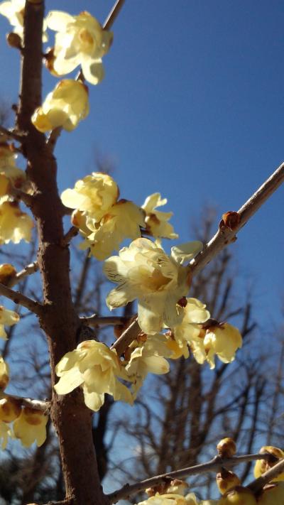 羽根木公園