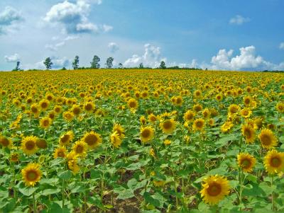 北海道周遊旅2006 向日葵満開！夏の道央