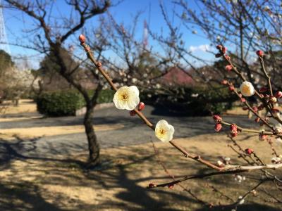 小田原フラワーガーデン（うめ編）