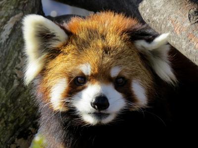 真冬のレッサーパンダ紀行【４】 日立市かみね動物園　真っ青な空と真っ青な太平洋！！ とても気持ちのいいかみねＺＯＯ！！