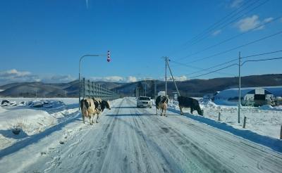真冬に道路に牛が！