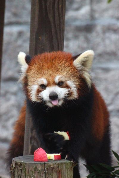 新春レッサーパンダ動物園遠征１府２県３園＜京都・神戸・広島＞（10）初の安佐動物公園（３）レッサーパンダ特集：夢の父親同居訓練中のトロリくん・ミウちゃん・キクくん・マルくん（ちゃん？）【若すぎる急死のミウちゃん追悼】