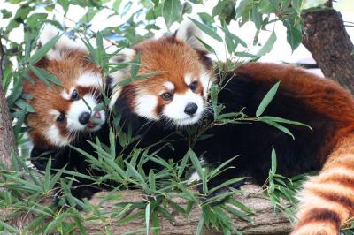 新春レッサーパンダ動物園遠征１府２県３園＜京都・神戸・広島＞（４）王子動物園（１）レッサーパンダ特集：単身赴任のガイヤくん＆きらきら母子のミンファちゃんとティアラちゃん