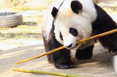 新春レッサーパンダ動物園遠征１府２県３園＜京都・神戸・広島＞（５）王子動物園（２）ジャイアントパンダ＆コアラ特集：愛らしいタンタンちゃん＆子供たちも独立したコアラ