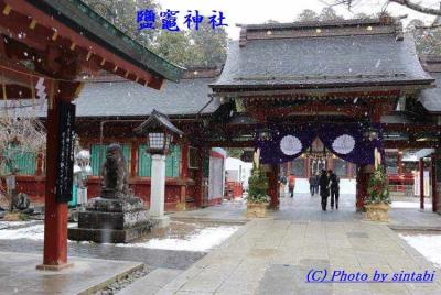 行く年・来る年 四季桜 咲く 鹽竈神社（しおがまじんじゃ） に　お詣り　　　塩竈市　　宮城県