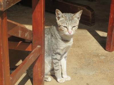 猫探し【タイ（メーホンソン・Mae Hong Sonの街並）編】