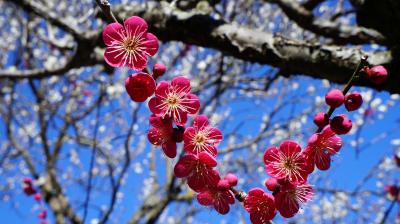 梅と桜　（熱海梅園と糸川さくら祭り）