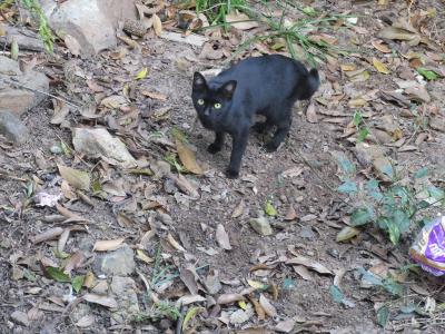 猫探し【タイ（メーホンソン・Mae Hong Son 郊外の観光地-1）編】