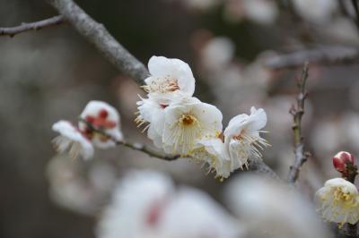 梅の開花はどんな感じ？（横須賀市塚山公園・田浦梅の里）