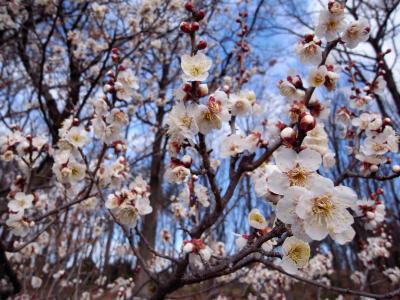 府中散策　武蔵国総社・大国魂神社～早咲きの梅