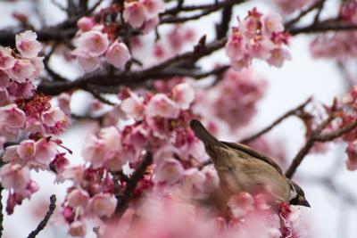 梅と桜が一緒に見れる！1泊2日のATM(熱海)旅行