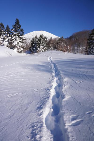 八甲田山わくわく彷徨♪