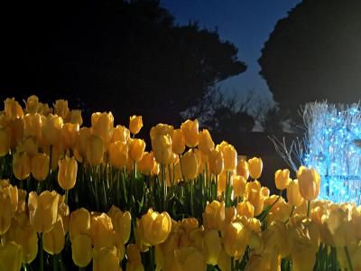 シーキャンドルに煌く冬の江ノ島に1泊 夕日とウインターチューリップ 【 湘南の宝石 】