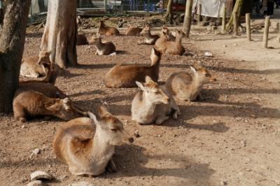 ＜奈良＞1日まるっと東大寺
