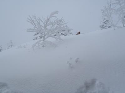 飛騨高山③★～新穂高ロープウェイ編