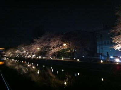 2013年　京都で夜桜鑑賞　ふかくさ・藤森・桜並木ライトアップ