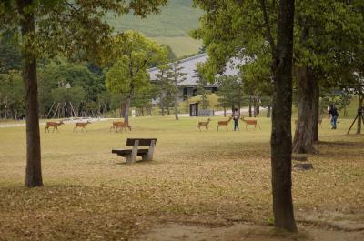 2013年　鹿と戯れながら若草山でピクニック
