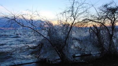 琵琶湖岸の樹氷