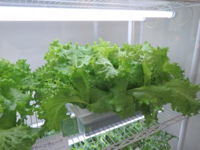 2016年 次女のバースデー旅行 ハウステンボス ⑦ ~ハウステンボス ~変なホテル 朝食~