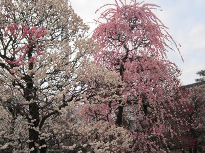 【観梅】都内の梅の名所めぐり