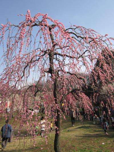 【観梅】大倉山公園