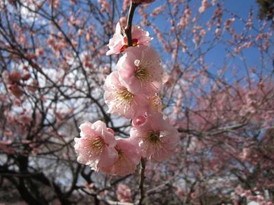 【観梅】水戸・偕楽園