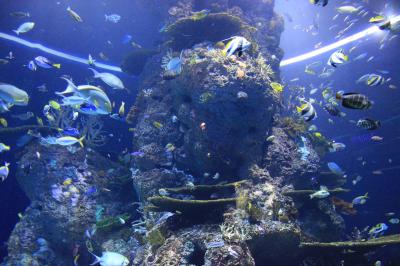 【2015年年末年始】シンガポール6日間の旅:4日目-1(シー・アクアリウム編)