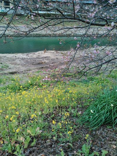 2016 下田 みなみの桜 春探し 