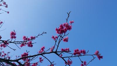 2014年早春の沖縄の旅パン屋さん編