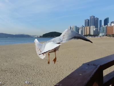 2016 旅初めははじめての釜山