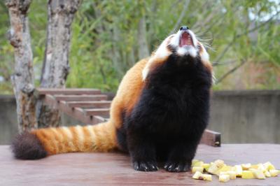 ちょっくら徳島へ日帰りでレッサーパンダのソラくん一家に会いに（２）とくしま動物園＜レッサーパンダ特集１＞相変わらずアイドル顔負けのソラくんとひとなつっこいみたらしちゃんの単独での過ごし方＆見た目はそっくりな双子のあんこちゃん・きなこちゃん