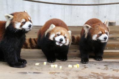 ちょっくら徳島へ日帰りでレッサーパンダのソラくん一家に会いに（３）とくしま動物園＜レッサーパンダ特集２＞ミンミンちゃんママ・よもぎくん・さくらちゃん＆みたらしちゃん・あんこちゃん・きなこちゃん、２組の三つ巴