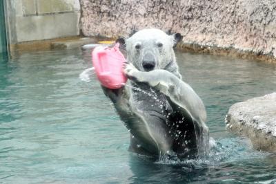 ちょっくら徳島へ日帰りでレッサーパンダのソラくん一家に会いに（４）とくしま動物園：１年延長のホッキョクグマのポロロちゃん・ニューフェイスのシンリンオオカミのユウキくん・ライオンのレオくん、大はしゃぎ@