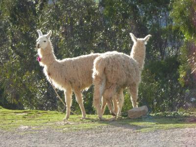 南米３大ハイライトの旅【３】クスコ（1/23）