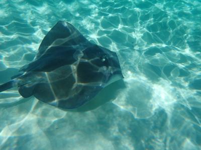 ファーストクラスで行くパナマ運河クルーズ              ケイマン諸島