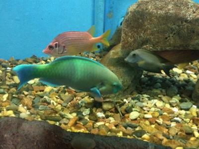 エル・グーナの水族館