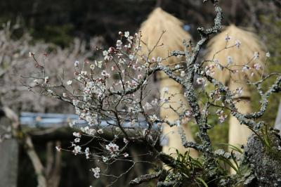 成田山公園～梅も咲き始めてます～