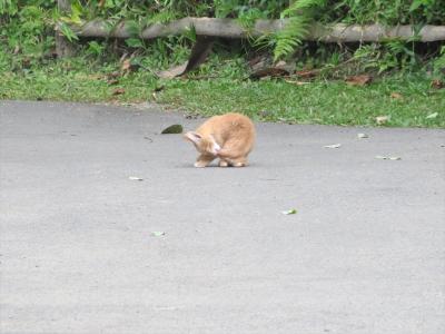 猫探し【タイ（メーホンソン・Mae Hong Son 郊外の観光地-2）編】