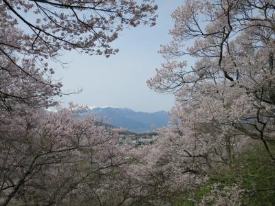 善光寺の御開帳と桜めぐり<3>ちょうど見頃♪高遠の桜