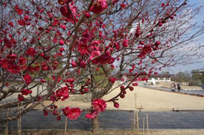 アイラブ仏像めぐり　薬師寺の２月は、梅の花