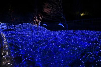 旅するイルカ♪　なら瑠璃絵へ