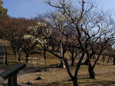 大阪府東大阪市枚岡神社梅林2016年2月11日