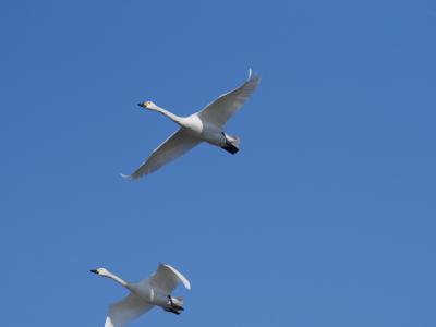 成田山公園の梅見と最後の白鳥の郷