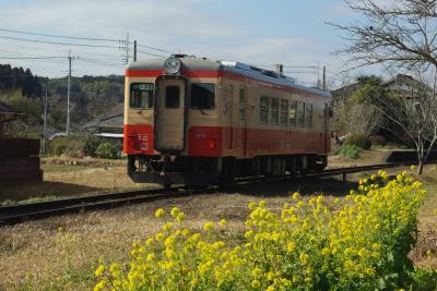 菜の花と「いすみ鉄道」を見たら、「ポッポの丘」に往年の列車に会いに行こう！