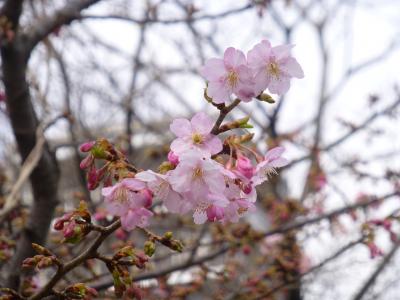 松戸で河津桜咲き始めました