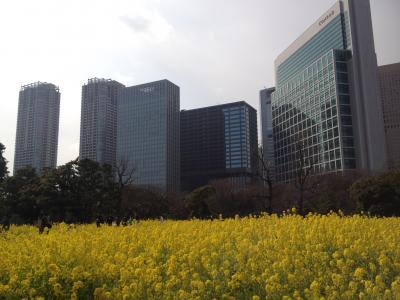 菜の花咲く、春の浜離宮恩賜庭園