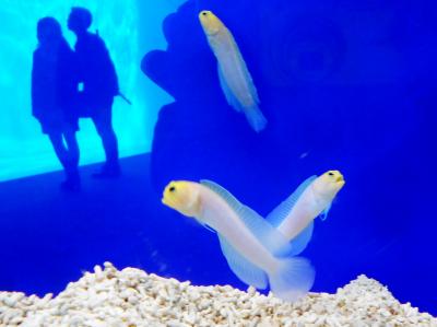 仙台うみの杜水族館は、ナカナカど～して、E～んでないかい